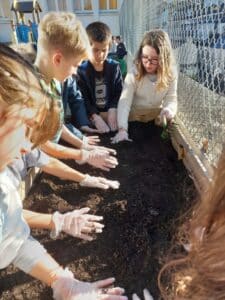 20221201 145053 - En collaboration avec le Rotary Club de Quimper, les élèves ont planté des bulbes de tulipes 🌷